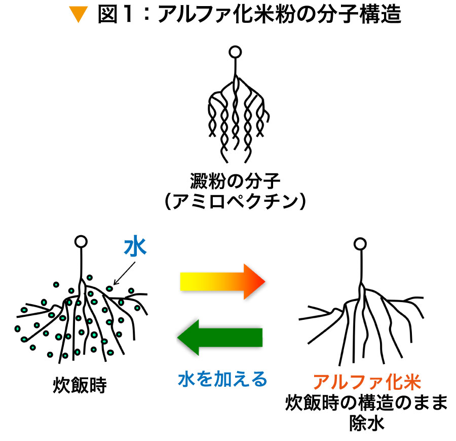 図1：アルファ化米粉の分子構造