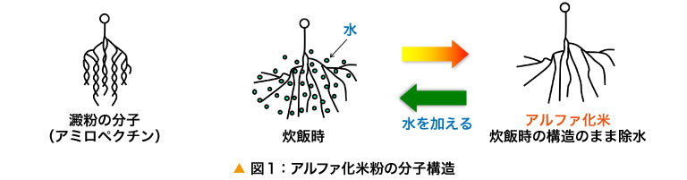 図1：アルファ化米粉の分子構造